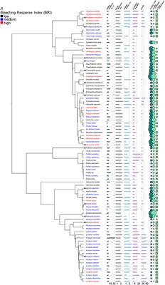 Relating Coral Skeletal Structures at Different Length Scales to Growth, Light Availability to Symbiodinium, and Thermal Bleaching